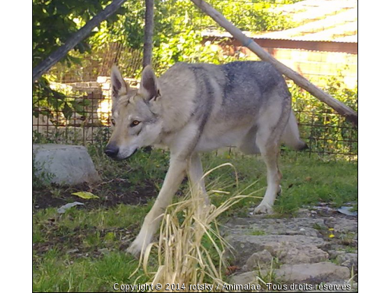 tala  chasse milan  - Photo de Chiens