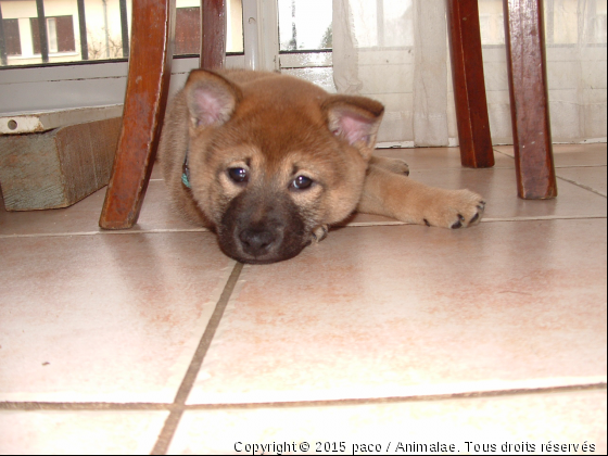 un chiot  - Photo de Chiens