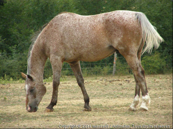 Aile de feu - Photo de Chevaux