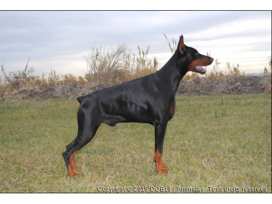 B&#039;ATHOS DE FASSANO - Photo de Chiens