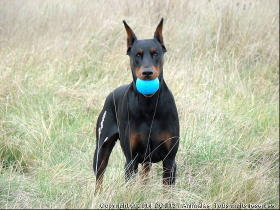 B&#039;ATHOS DE FASSANO - Photo de Chiens