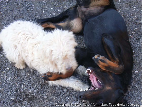 Nous on joue bien. - Photo de Chiens