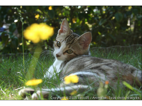 Guimauve - Photo de Chats