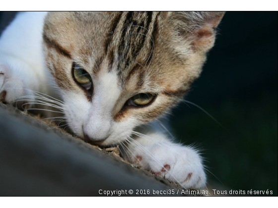 Guimauve  - Photo de Chats