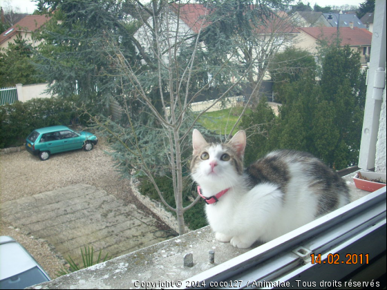 zazie - Photo de Chats