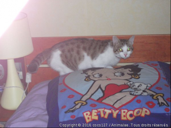 zazy - Photo de Chats