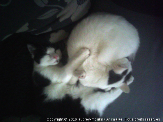 moukil et caline - Photo de Chats