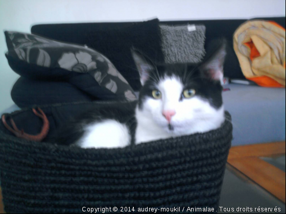 biloute - Photo de Chats