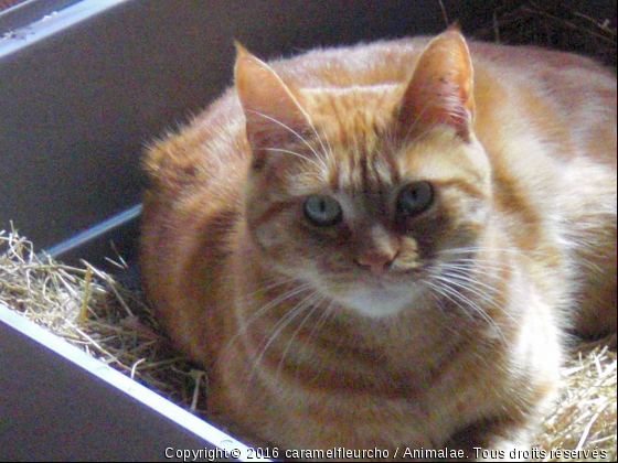 caramel - Photo de Chats