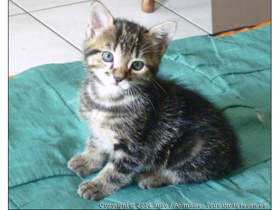 chaton - Photo de Chats