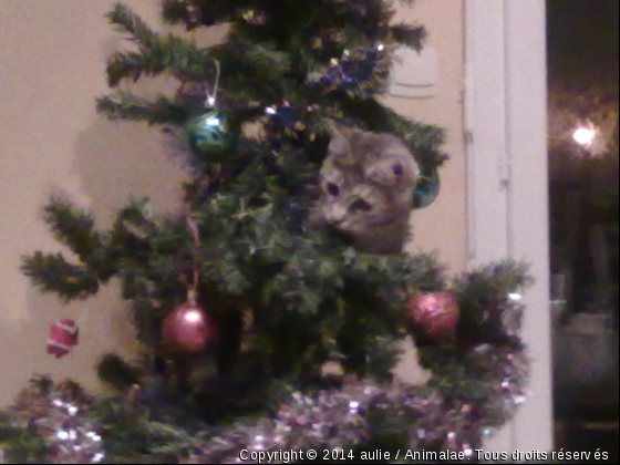 galipette dans le sapin - Photo de Chats