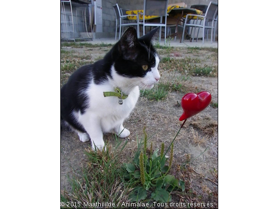 Vanita !  - Photo de Chats