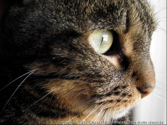 MyCat - Photo de Chats