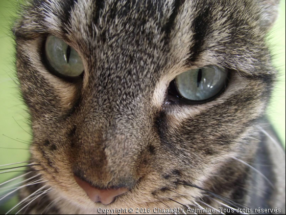 MyCat1 - Photo de Chats