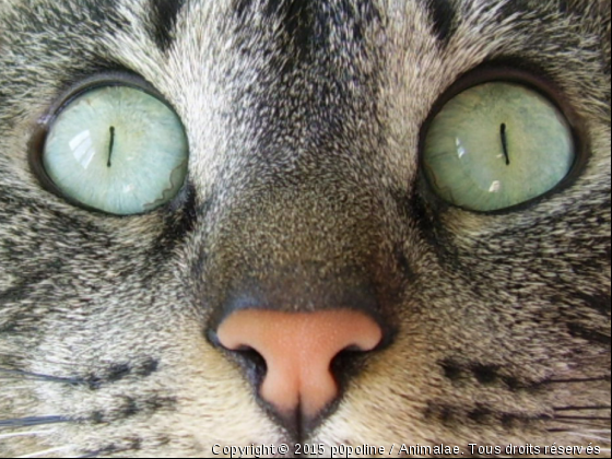 Regard Intense - Photo de Chats