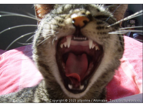 Grrrrr...^^ - Photo de Chats