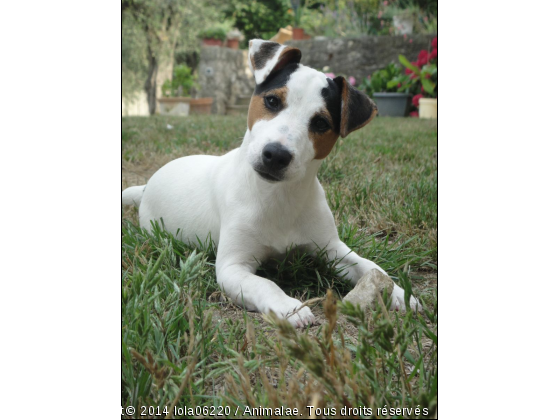 lola jack russell - Photo de Chiens