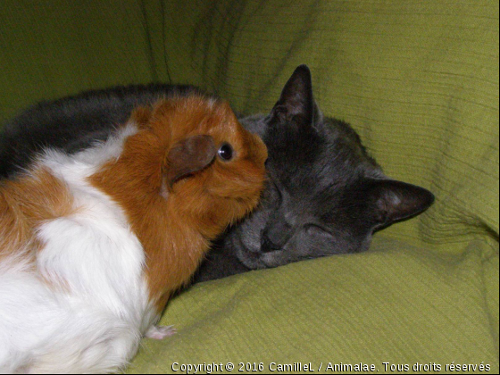 Mirabelle &amp; Myrtille - Photo de Chats