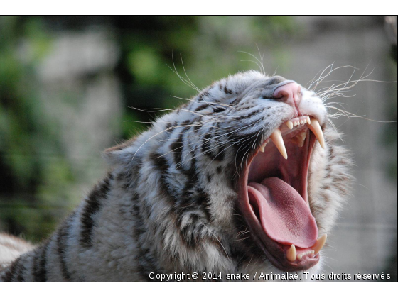 LE TIGRE BLANC - Photo de Animaux sauvages