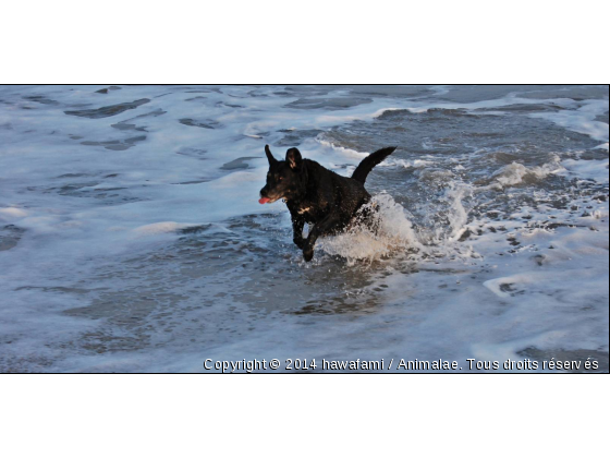 Un amour de chien. - Photo de Chiens