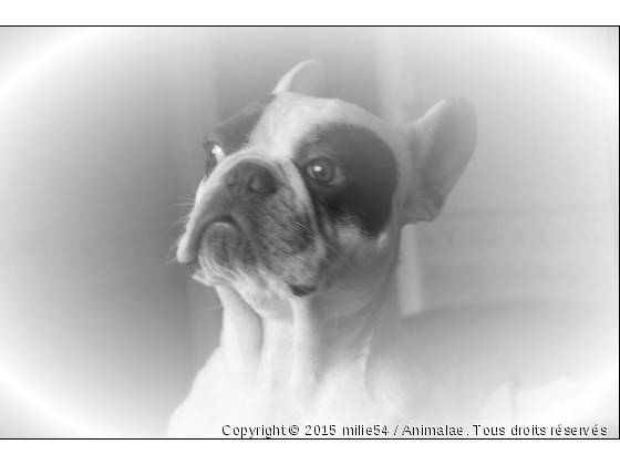 diesel - Photo de Chiens