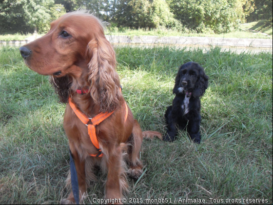 Cooky et Fleur - Photo de Chiens