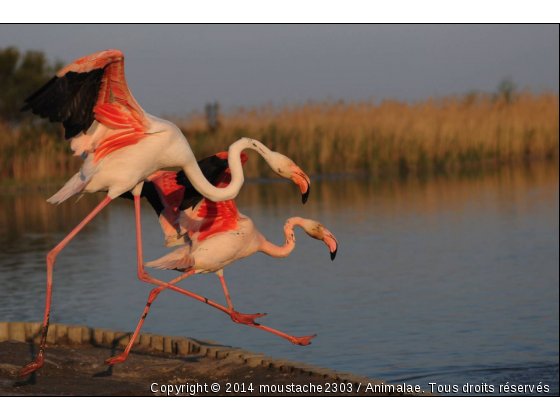 cout de bec de flament rose - Photo de Oiseaux