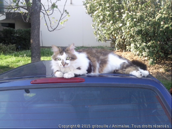 gribouille entrain de bronzer - Photo de Chats