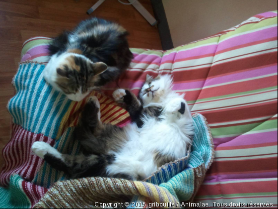 gribouille et moka - Photo de Chats