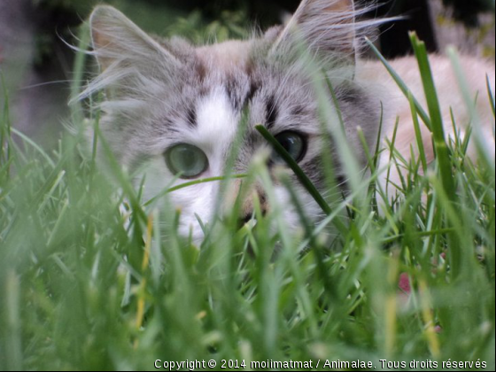 Flamby  - Photo de Chats