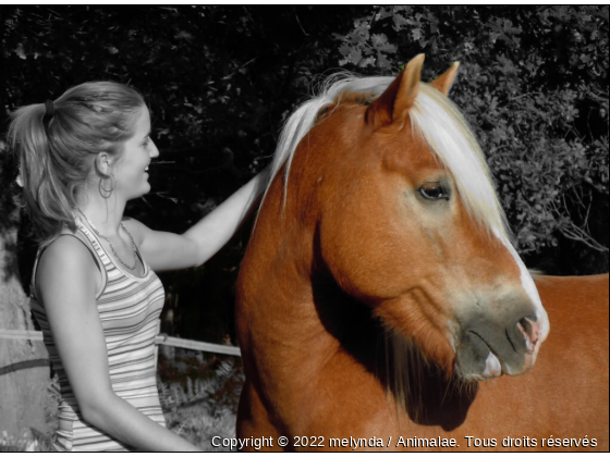 Modem &lt;3 - Photo de Chevaux