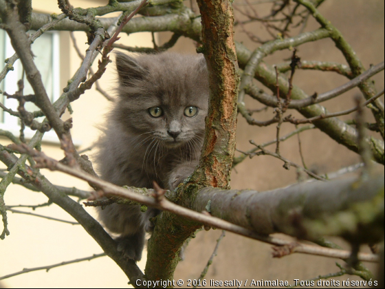 Le Chat aventurier - Photo de Chats