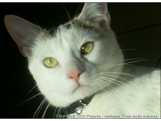 Pistache - Photo de Chats