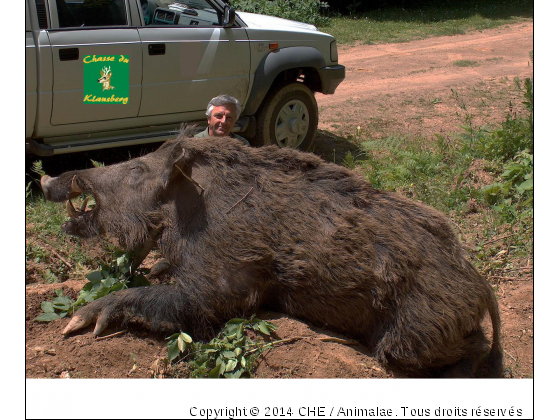 Klausberg - Photo de Animaux sauvages