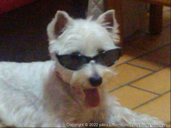 PILOU LA WESTIE - Photo de Chiens