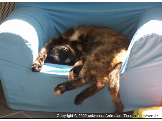 RELAX - Photo de Chats