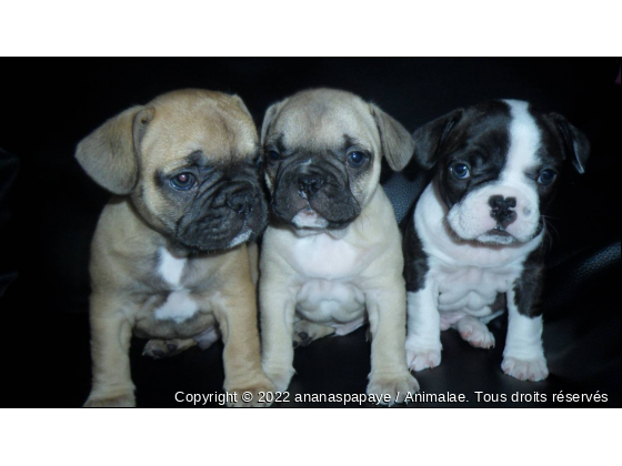 mes petits loulous - Photo de Chiens