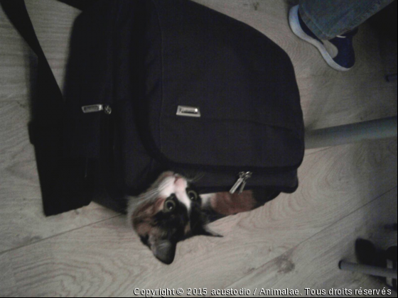 Chat portable - Photo de Chats