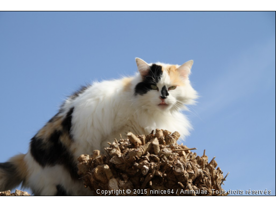 Chat perché - Photo de Chats