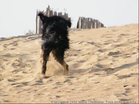 Un chien fou. - Photo de Chiens