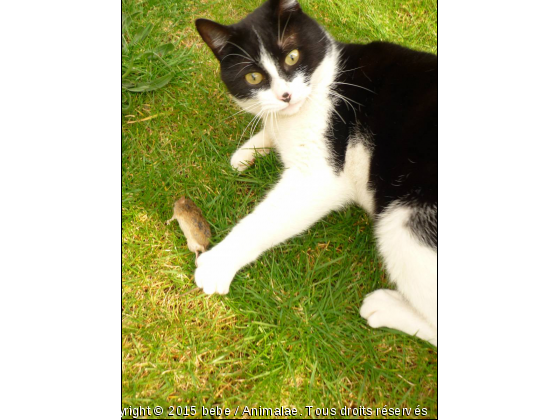 Bébé - Photo de Chats