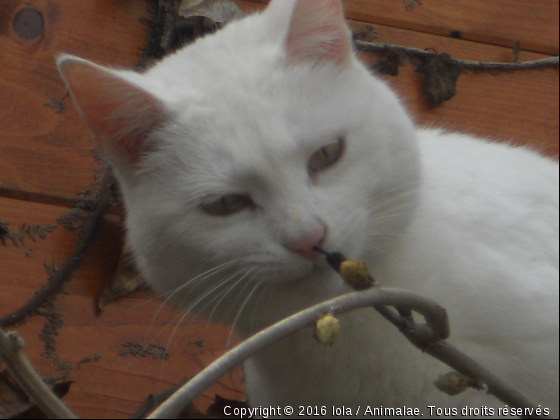 Un jour de printemps !  - Photo de Chats