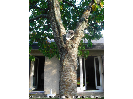 Attention, chat dangereux!! - Photo de Chats