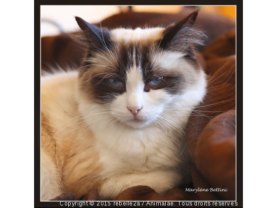 Délice ragdoll - Photo de Chats