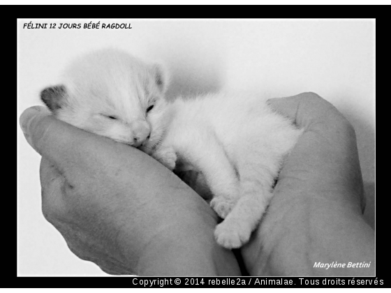 bebe Ragdoll - Photo de Chats