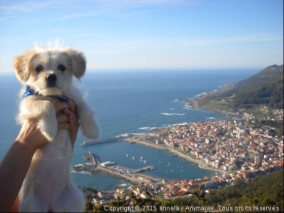 Ela en Galice - Photo de Chiens