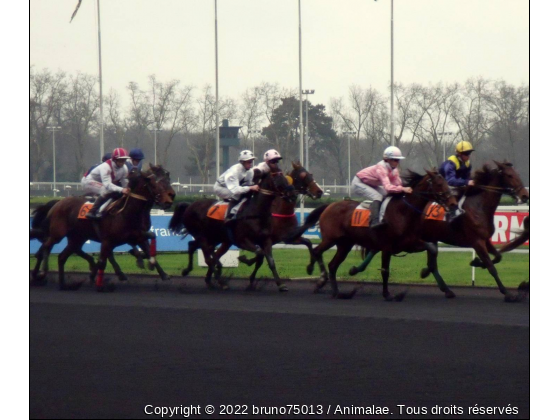 ca cours - Photo de Chevaux