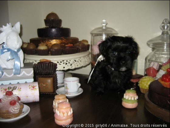 GIRLY BICHON HAVANAIS - Photo de Chiens