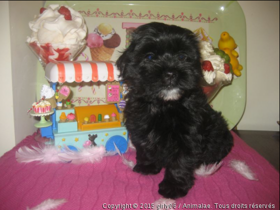 GIRLY BICHON HAVANAIS  - Photo de Chiens