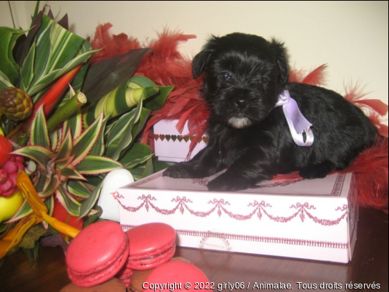 Je vais  manger un bon gâteau - Photo de Chiens